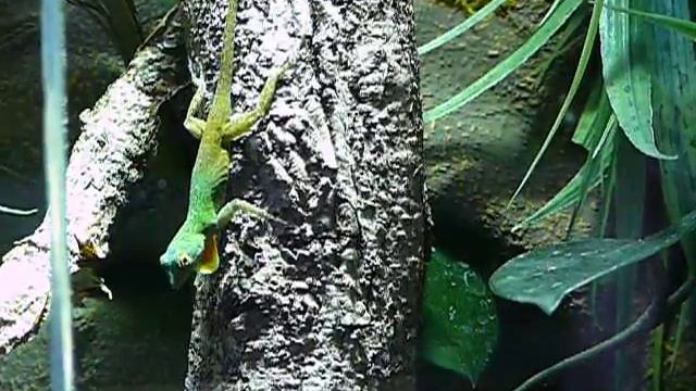 Anolis distichus dewlap смотреть онлайн
