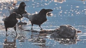 Песня - "ЧЁРНАЯ ВОРОНА"