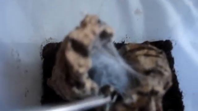 Avicularia Laeta feeding attempt 1 смотреть онлайн