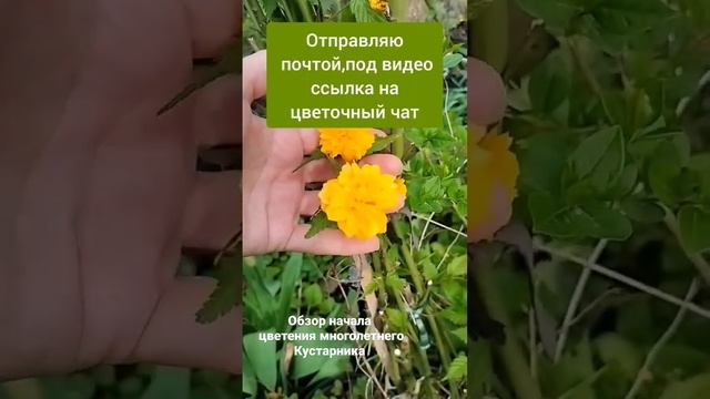 керрия.#керриявсаду смотреть онлайн