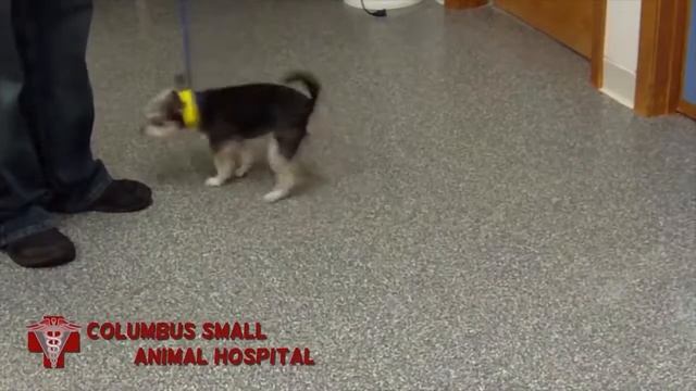 Four Years After Surgery for ACL and Luxating Patella Repair, Buzz is Thriving смотреть онлайн