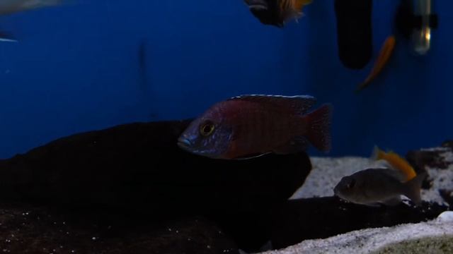 Aulonocara Red Rubin