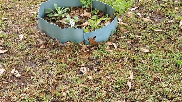 Ground Bees, March of 2020 смотреть онлайн