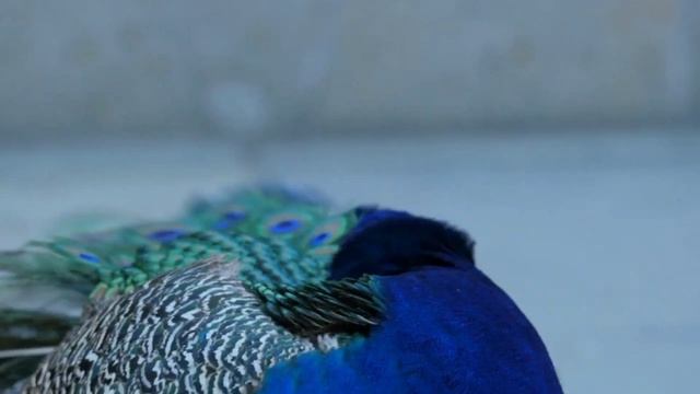 Митридан и Натан / аудиокнига [ 2 ЧАСТЬ ]