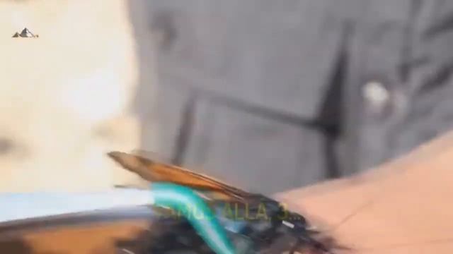 YTPH La avispa cazatarantulas pica a afortunado смотреть онлайн