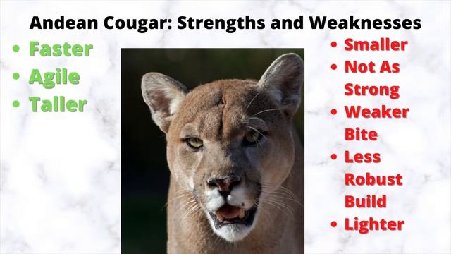 Cougar vs Jaguar 2021 смотреть онлайн