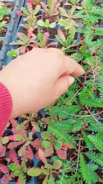 #yarrow seedlings смотреть онлайн