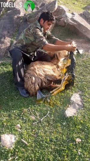 A very attractive and spectacular moment of giving birth to a lamb with the help of a nomadic man