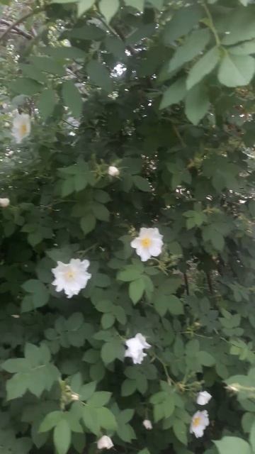 С праздником Весны.#провинциальныйгородок #весна2024 #1мая #жизнькаконаесть #цветокшиповника #short смотреть онлайн