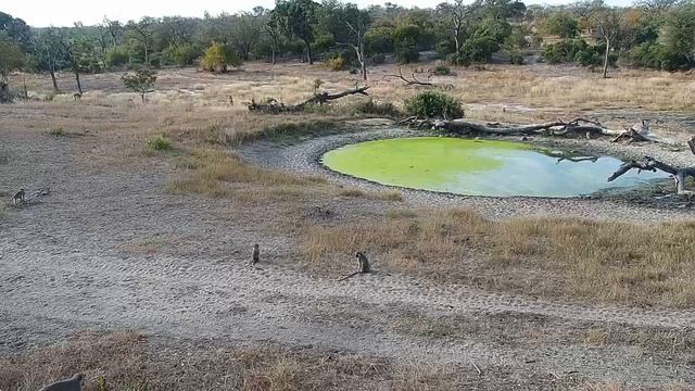Djuma: Vervet Monkeys with very small one - 05/24/19 смотреть онлайн