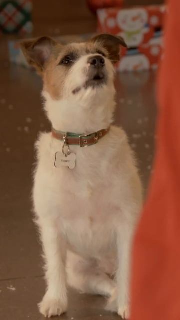 Christmas movies | UP ON THE WOOFTOP | Toby gets in trouble 🐶 🎄 смотреть онлайн