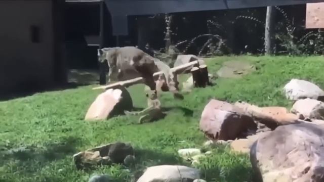 Маленький леопард напугал свою маму 😁 смотреть онлайн