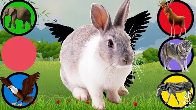 CUTE ANIMALS Elephant, Hare, Eagle, Deer, Wolf, Zebra, 코끼리, 토끼, 독수리, 사슴, 늑대, 얼룩말,