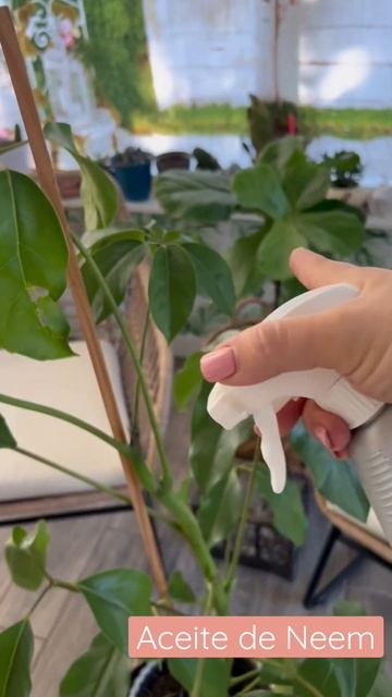 Ponle Aceite de Neem a tus 🪴 elimina plaga #siembracondayami #plagas #plantasdeinterior #comociudar смотреть онлайн