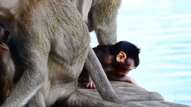 Tiny baby monkey Tyson looking for mother Tara, mom deny milk. смотреть онлайн