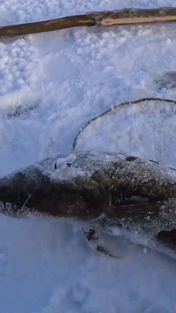 Якутия. Ловля налима на тычку! #fishing #yakutia #налим #рыбалка смотреть онлайн