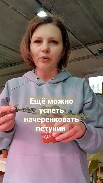 Что-то я уже устала черенковать, а вы ещё можете это успеть сделать. #черенки #петуния #сад #спб смотреть онлайн