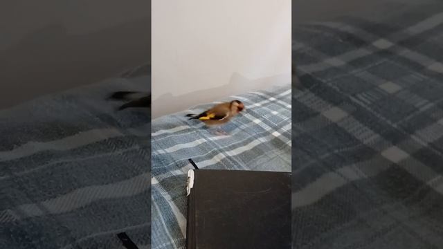 whistler AKA Rocket.me little golden finch смотреть онлайн