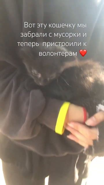 Весь день ходили ничего не ели и наконец нашли ей дом ❤️ #therian #квадробика #териан #волонтеры ❤️ смотреть онлайн