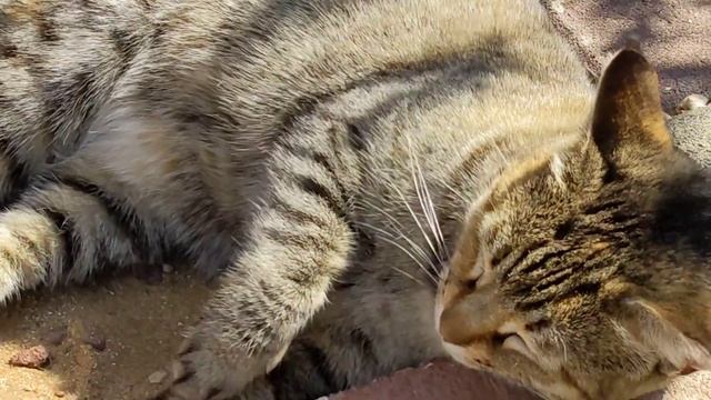 Котики отдыхают под зимним солнцем в декабре 😸 Nice feral cats rest under winter's sun 😻 बिल्ली 面白い смотреть онлайн