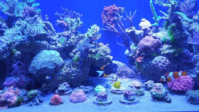 Piratereef. Ctenochaetus Tominiensis, Acanthurus Olivaceus