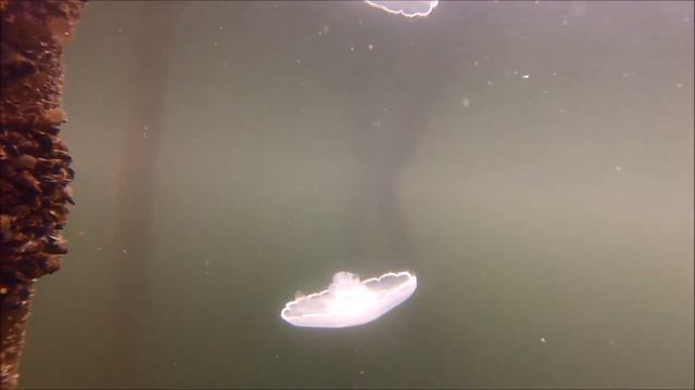 White Jellyfish смотреть онлайн