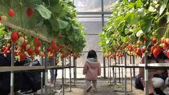 Гүзээлзгэнэ түүж идэнгээ🍓😋Сакура цэцэгтэй танилцсан нь 🌸🙆🏻♀️ смотреть онлайн