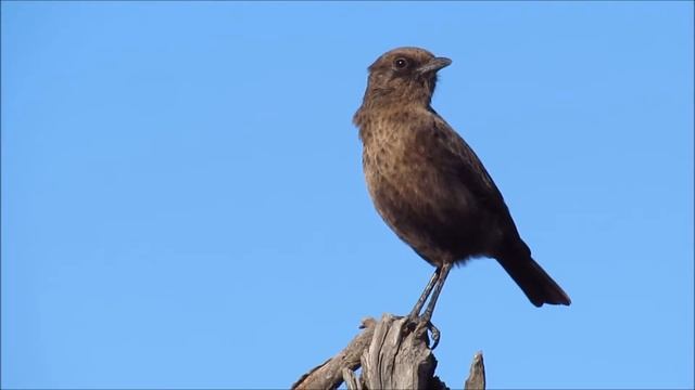 Ant-eating Chat singing смотреть онлайн