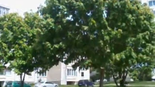 Where maple rustles/Там, где клен шумит смотреть онлайн