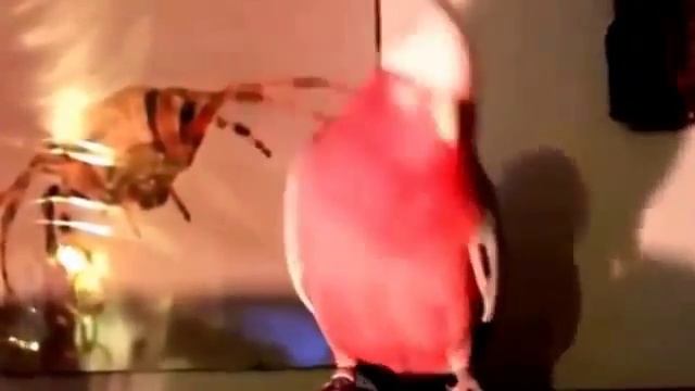 Танцующий попугай Смешное видео смотреть онлайн