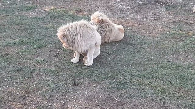 Утро со львами🦁🌞. Птички поют, львы ленятся. смотреть онлайн