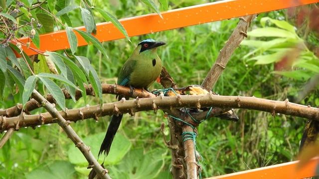8K UHD Amazing Birds -Help Sleep, Calming, Relaxing Natural Music of Forest & Birds- 8K 4K Dolby HD смотреть онлайн