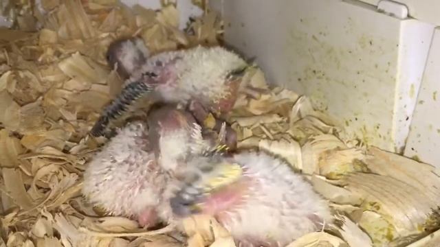 (Волнистых попугаев)