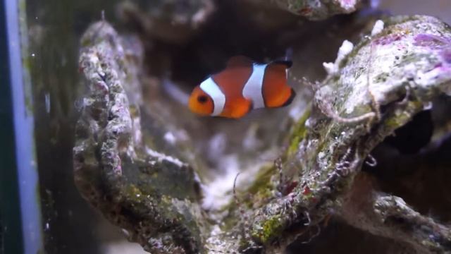 Ocellaris clownfish, Amphiprion ocellaris,clownfish смотреть онлайн
