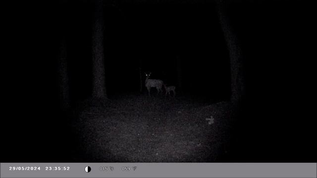 Звериная тропа. Новое видео с фотоловушки / Camera trap video wildlife смотреть онлайн