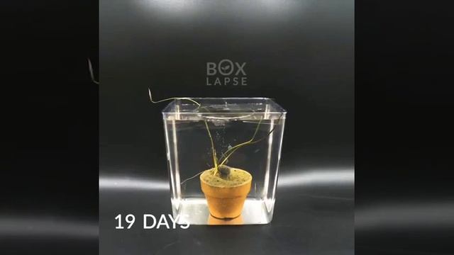 Семя лотоса под водой смотреть онлайн