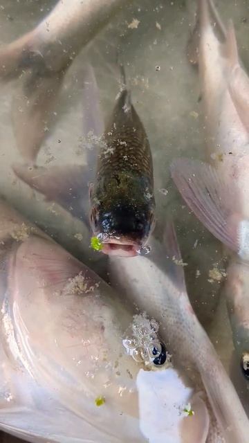 Huge Alive Silver Carp Fish Selling at Chatmohar Fish Market Pabna Bangladesh | Fish Fin. смотреть онлайн