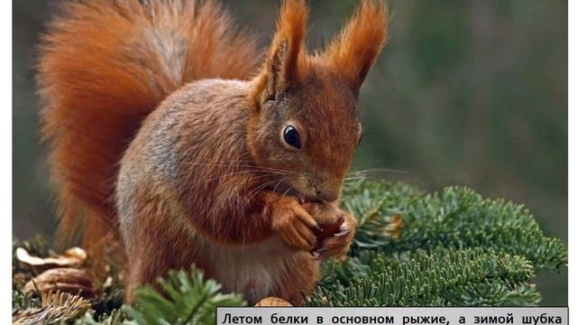 Видеопрезентация «Животные нашего края»