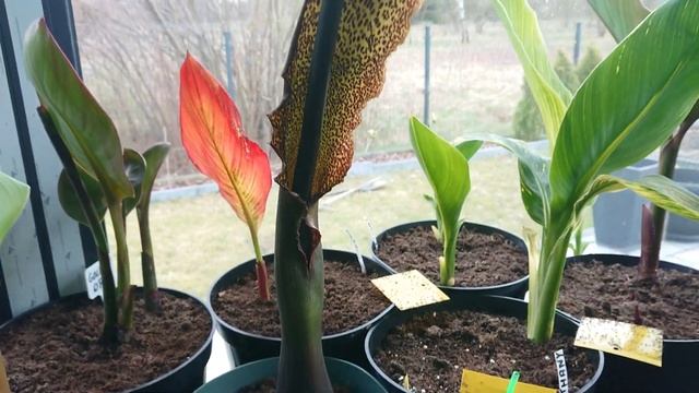 (53) Kwitnąca pałczycha kroplista (sauromatum venosum) zimowanie, uprawa, nawożenie i kwitnienie 🌸🌱 смотреть онлайн