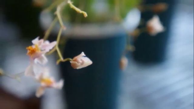 Orchid - Oncidium Tskiu Marguerite Reblooms | Water Culture смотреть онлайн