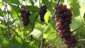 Виноград Пино гри 2024г