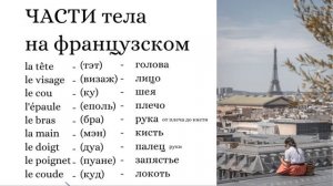 Части тела на французском языке