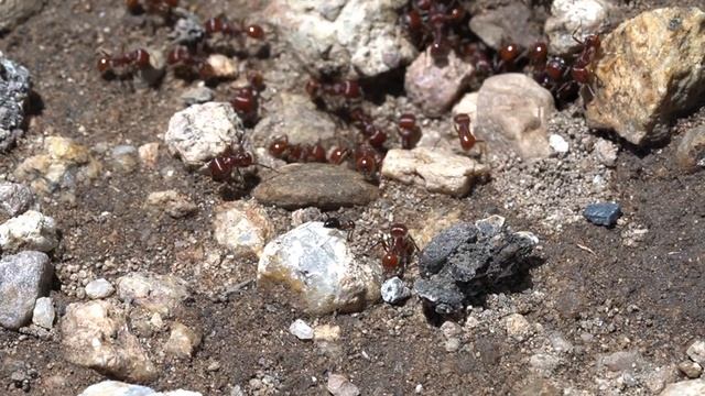 Pogonomyrmex barbatus vs. Myrmecocystus mimicus смотреть онлайн