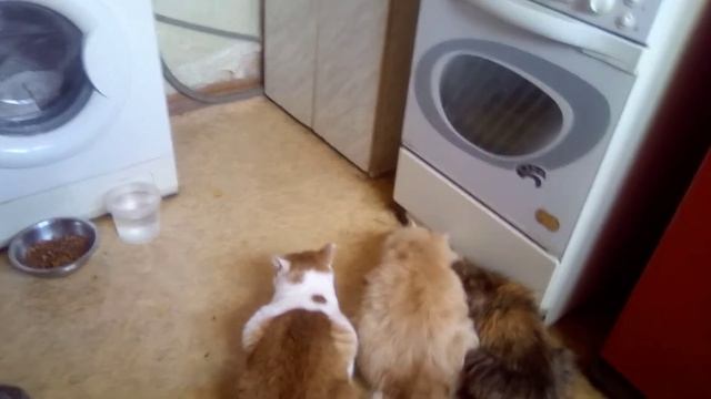 Бывает и Вот так. котишки мои. 🙀 смотреть онлайн