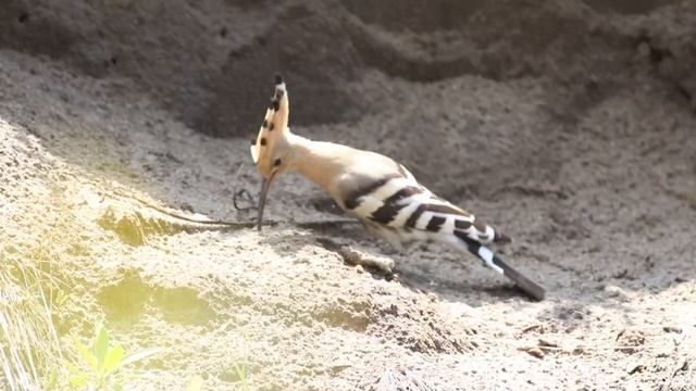 Eurasian hoopoe, Upupa epops, Одуд, Удод смотреть онлайн