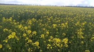 Состояние рапса, первые стрючки. на 21 апреля