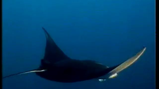 Manta Ray смотреть онлайн
