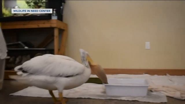 Calling all ice fishers! Stranded pelican with broken wing in Wisconsin is in need of fish смотреть онлайн
