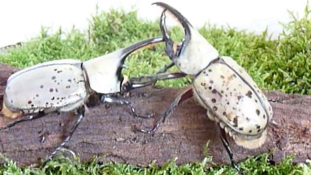Dynastes granti смотреть онлайн