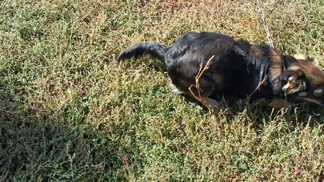 Меня застрелят из за уток 😭 смотреть онлайн